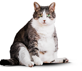 Кот до диеты